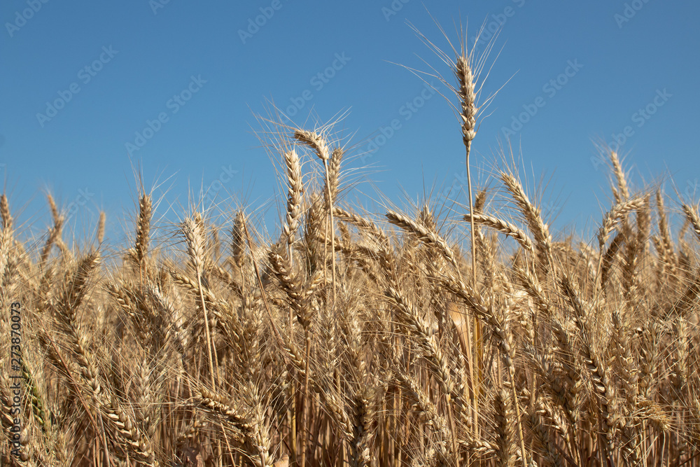 Agricultural landscape, field of ripe rye against the blue sky Agricultural landscape, field of ripe rye against the blue sky