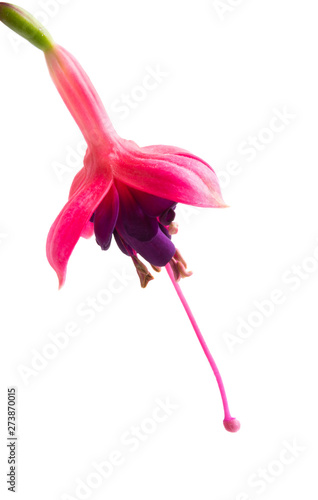 Photo fuchsia flower isolated