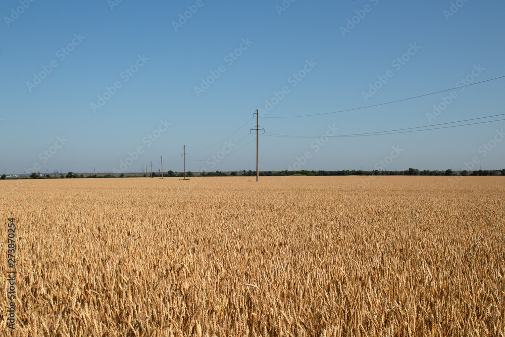 Fototapeta premium Agricultural landscape, field of ripe wheat against the blue sky