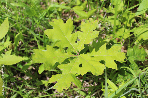 Young oak tree at Somme Prairie Nature Preserve in Northbrook, Illinois