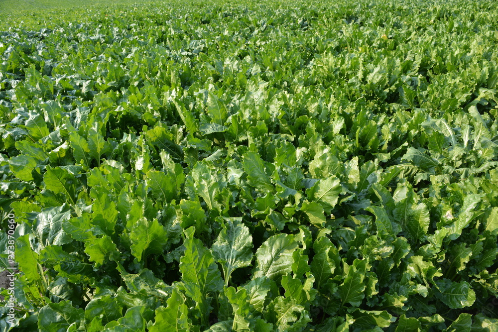 Field of sugar beet, grown commercially for sugar production, North Yorkshire, England Field of sugar beet, grown commercially for sugar production, North Yorkshire, England