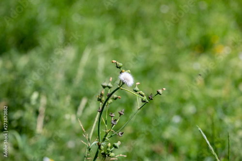 flower of grass, with blurred background.