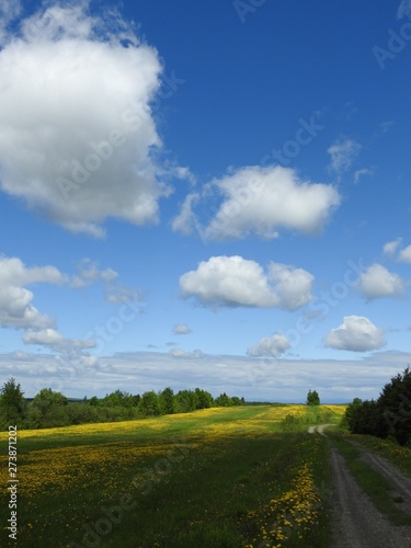 Wallpaper Mural  A field of flowers under a blue sky Torontodigital.ca
