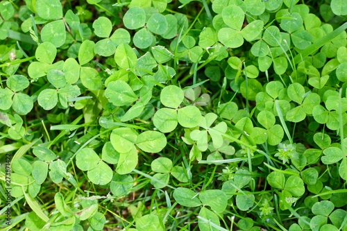 A close view of the green grass and clovers.