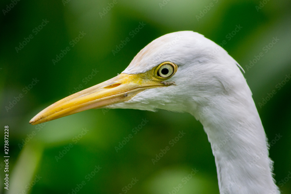 Close-up of cattle egret (Bubulcus ibis) head: cosmopolitan species of heron (family Ardeidae) found in the tropics, subtropics, and warm-temperate zones. Close-up of cattle egret (Bubulcus ibis) head: cosmopolitan species of heron (family Ardeidae) found in the tropics, subtropics, and warm-temperate zones.