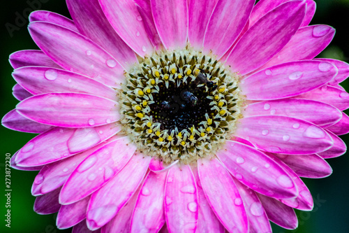 Photos Closeup barberton daisy flower