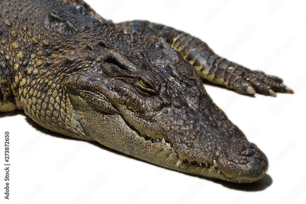Crocodile / alligator is preparing to attack on victim. Animal selected eye focus. Isolated white background. Crocodile / alligator is preparing to attack on victim. Animal selected eye focus. Isolated white background.