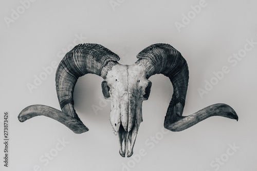 Trophy on a wall - skull of moufflon with big horns. Hunting of big mammals is popular hobby in Europe. Black and white photography.
