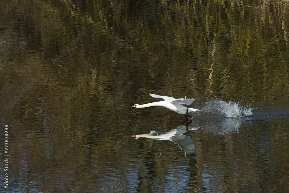 Schwan im Flug Schwan im Flug