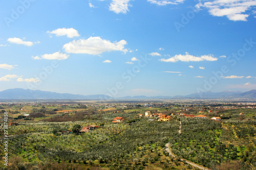 Olive groves in the fields of Tuscany  Italy