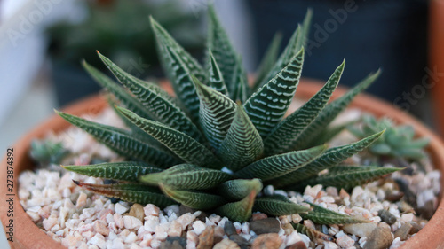 Haworthia limifolia cactus in terracotta pot full with pebbles.Small cactus in pot full with pebbles.Haworthia limifolia in pot.