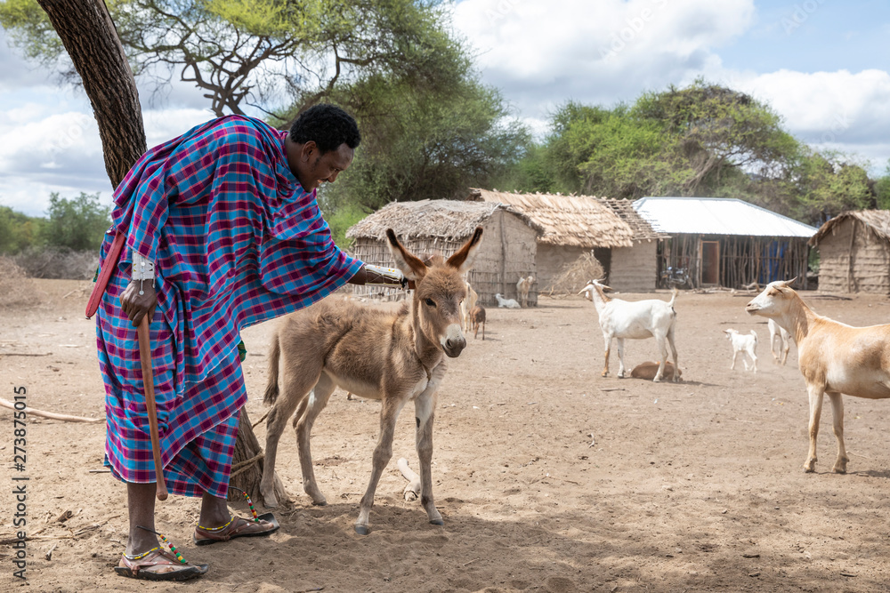 Obraz premium maasai man and a baby donkey