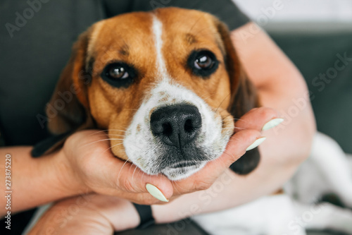 Beagle dog lies on the hands of a woman. The dog looks sad. Focus on the nose