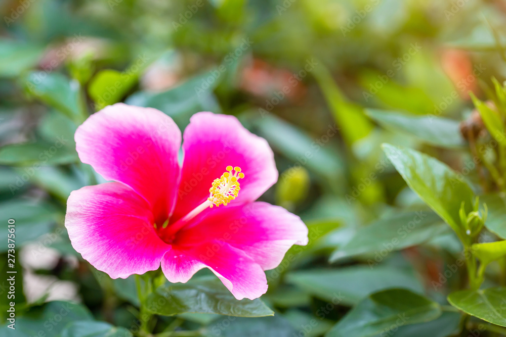 The red hibiscus with the red petal and nice yellow pollen in the shade green garden with the light or flare from the picture edge , focus on the yellow pollen. The red hibiscus with the red petal and nice yellow pollen in the shade green garden with the light or flare from the picture edge , focus on the yellow pollen.