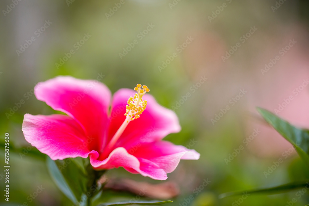 Fototapeta premium The red hibiscus with the red petal and nice yellow pollen in the shade green garden with the light or flare from the picture edge , focus on the yellow pollen. 