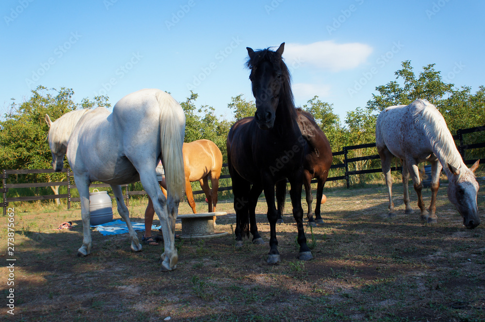 Free horses in Catalan countryside. Domestic animals in the fields. Trees and greenery. Farmhouse in Spain with white, brown and red horse. Adventure in nature. Summer vacation in Spain Free horses in Catalan countryside. Domestic animals in the fields. Trees and greenery. Farmhouse in Spain with white, brown and red horse. Adventure in nature. Summer vacation in Spain