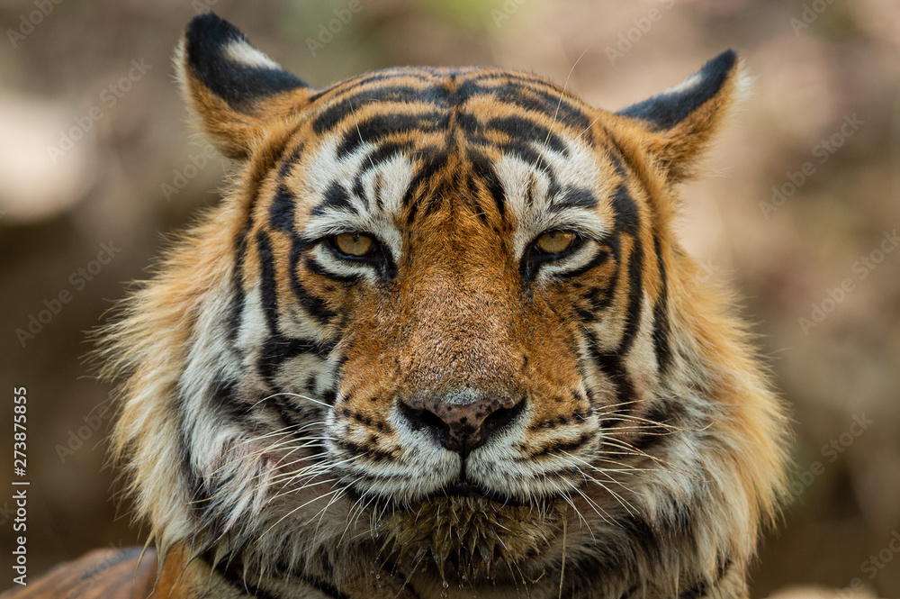 A dashing and handsome looking royal bengal male tiger portrait with an eye contact. This Adult Male Tiger has Lovely mane and beard at Ranthambore National Park, Rajasthan, India, Asia A dashing and handsome looking royal bengal male tiger portrait with an eye contact. This Adult Male Tiger has Lovely mane and beard at Ranthambore National Park, Rajasthan, India, Asia