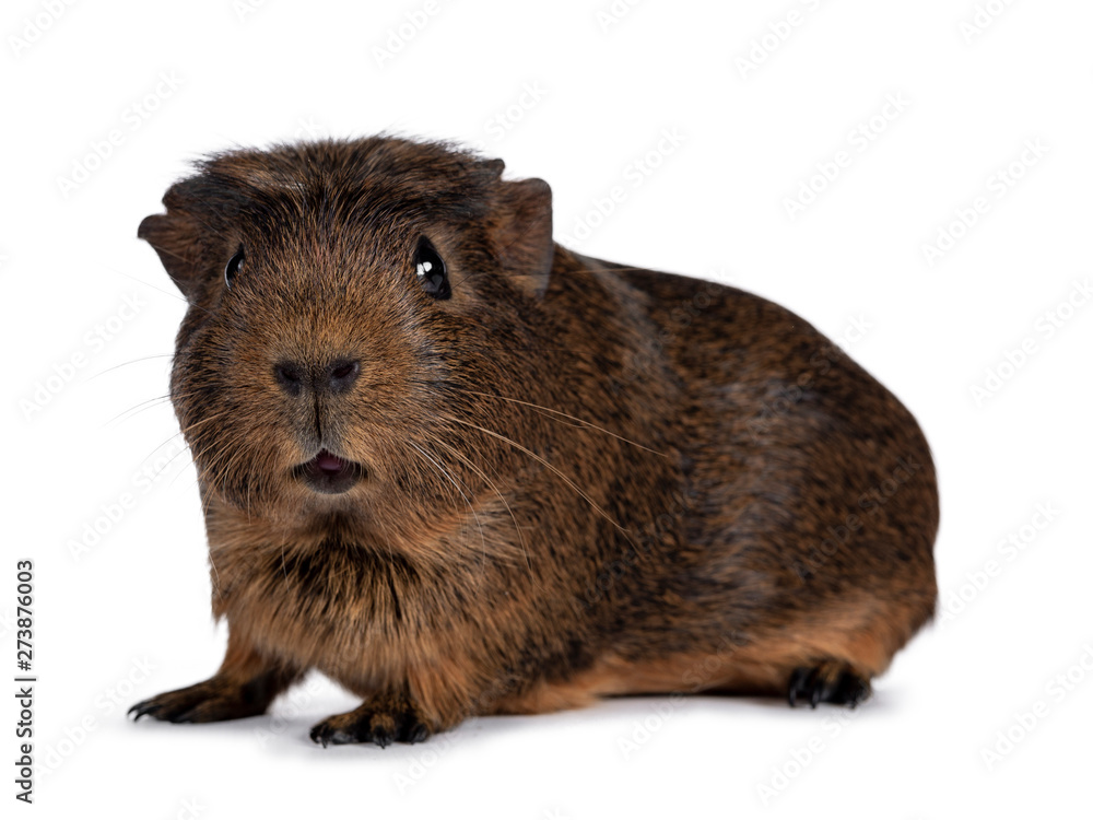 Fototapeta premium Cute crested cavy, standing side ways. Looking towards camera. Isolated on white background. Mouth silly open