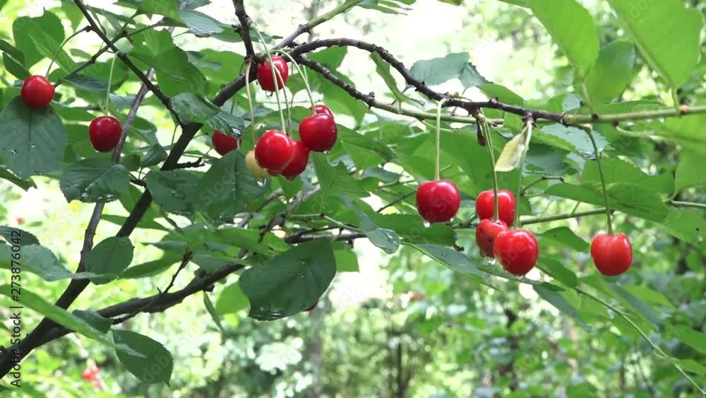 cherries on tree