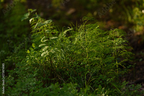 Horsetail