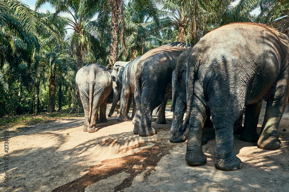 Naklejka premium Asian elephants walking through a tropical forest
