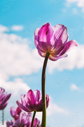 Many beautiful purple flowers of tulips with sky and clouds in the background. Bottom view.