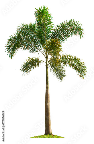 Palm tree isolated on white background © Nattawut