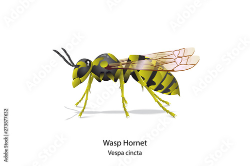 Warp hornet bee on white background.It is insect that protect themselves by sting.