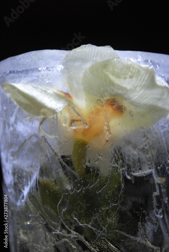 Beautiful frozen flower in a block of ice. Abstraction