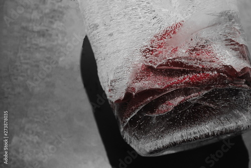 beautiful frozen flower in a block of ice
