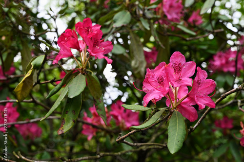 Red flower of rhododendron outdoors in nature.
