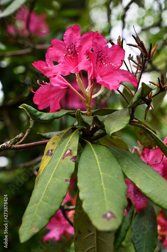 Red flower of rhododendron outdoors in nature.