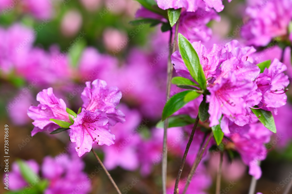 Purple flowers of rhododendron and green leaves in nature.