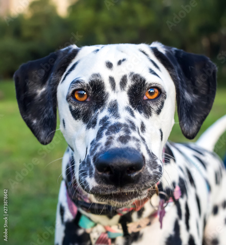 Beautiful Dalmatians with brown eyes in the park © leila