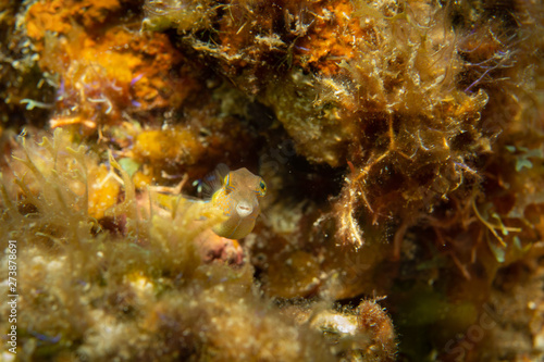 Fish on a coral reef  Cozumel  Mexico