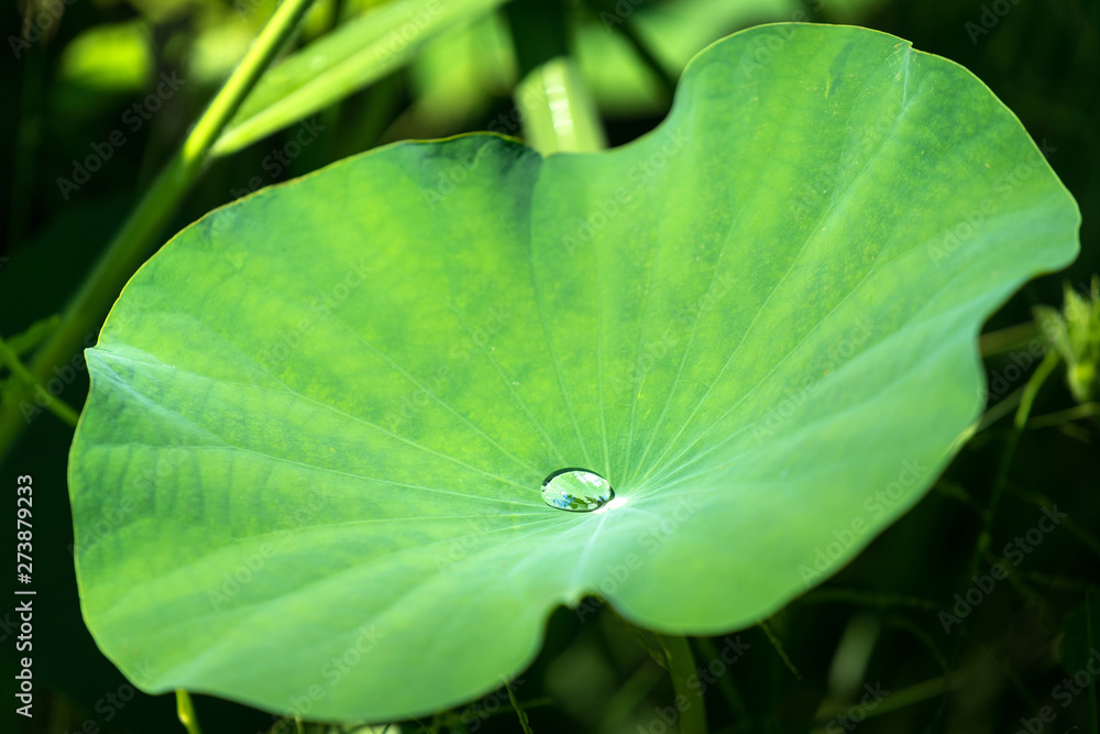 Fototapeta premium Water droplet is rolling on the lotus leaf after raining, feeling fresh from natural concept. Selected focus on the water droplet.