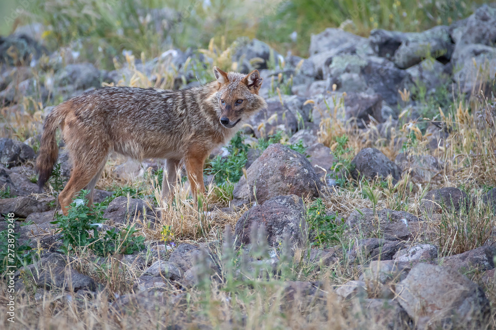 European jackal - Canis aureus moreoticus European jackal - Canis aureus moreoticus