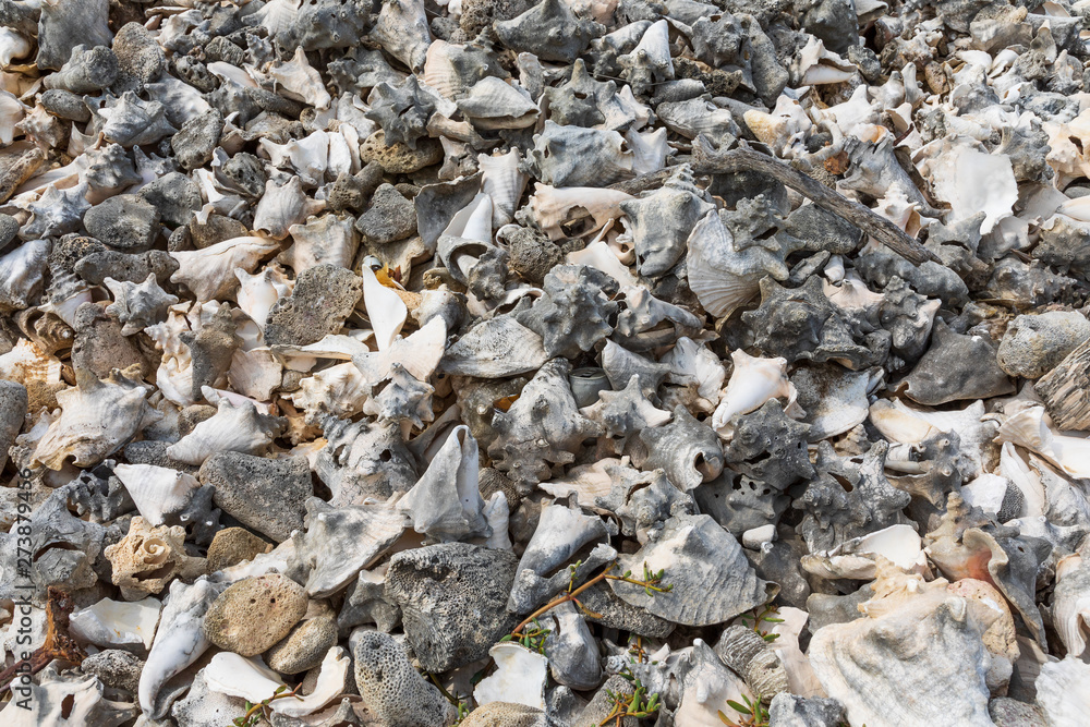 Kralendijk (Bonaire), Berge von Muschelschalen aus Schnecken Kralendijk. Kralendijk (Bonaire), Berge von Muschelschalen aus Schnecken Kralendijk.