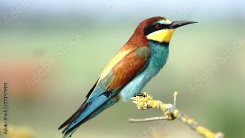 wild beautiful bird sitting on a branch and swaying in the wind