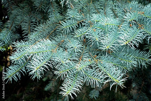 Blue spruce (Picea pungens) branch. Fir tree. 
