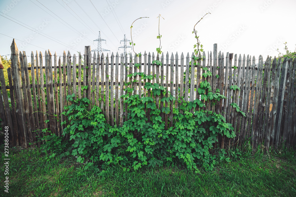 Hedge of big green leaves near fence. Beautiful parthenocissus henryana. Natural background of girlish grapes. Floral texture of parthenocissus inserta. Rich greenery. Plants of botanical garden. Hedge of big green leaves near fence. Beautiful parthenocissus henryana. Natural background of girlish grapes. Floral texture of parthenocissus inserta. Rich greenery. Plants of botanical garden.