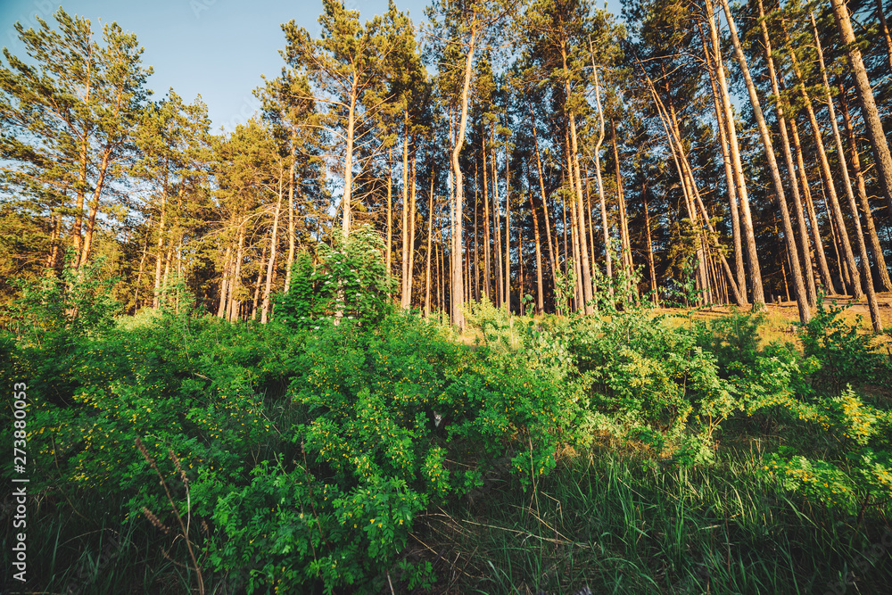 Little kitten hiding in thickets near coniferous forest. Small cat in bush. Yellow celandine flowers on edge of woods. Sunny landscape with conifer trees. Scenery with high pines in sunlight.