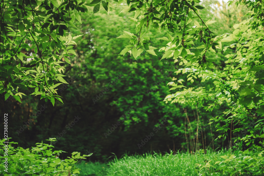 Scenic natural green background in blur behind vivid thickets in sunlight. Beautiful bushes in bokeh behind colorful leaves close-up. Blurred backdrop from rich greenery in sunny day with copy space. Scenic natural green background in blur behind vivid thickets in sunlight. Beautiful bushes in bokeh behind colorful leaves close-up. Blurred backdrop from rich greenery in sunny day with copy space.