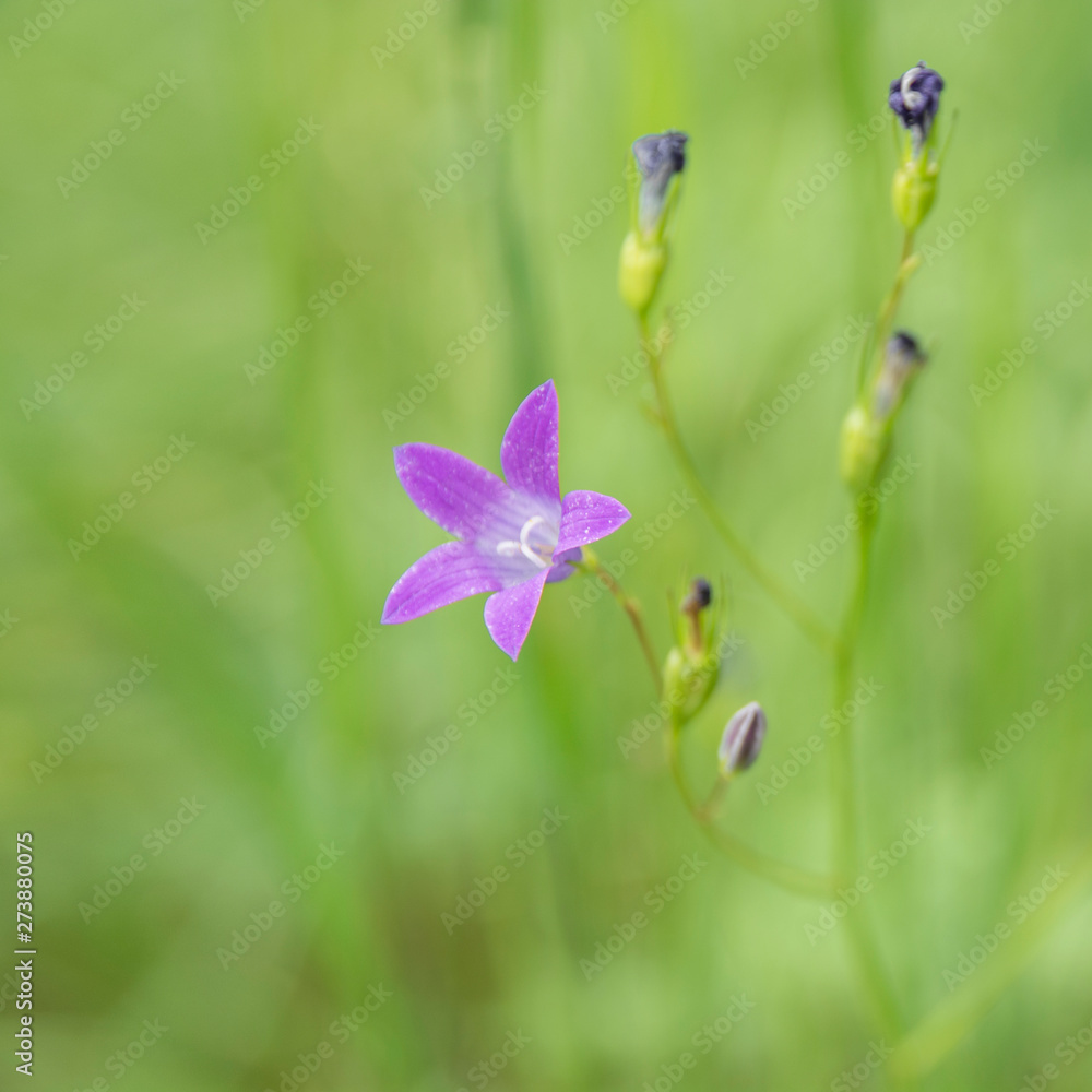 Fototapeta premium Blue flower bell, summer nature plants. Plants summer nature, blue flower bell.