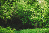 Scenic natural green background in blur behind vivid thickets in sunlight. Beautiful bushes in bokeh behind colorful leaves close-up. Blurred backdrop from rich greenery in sunny day with copy space.