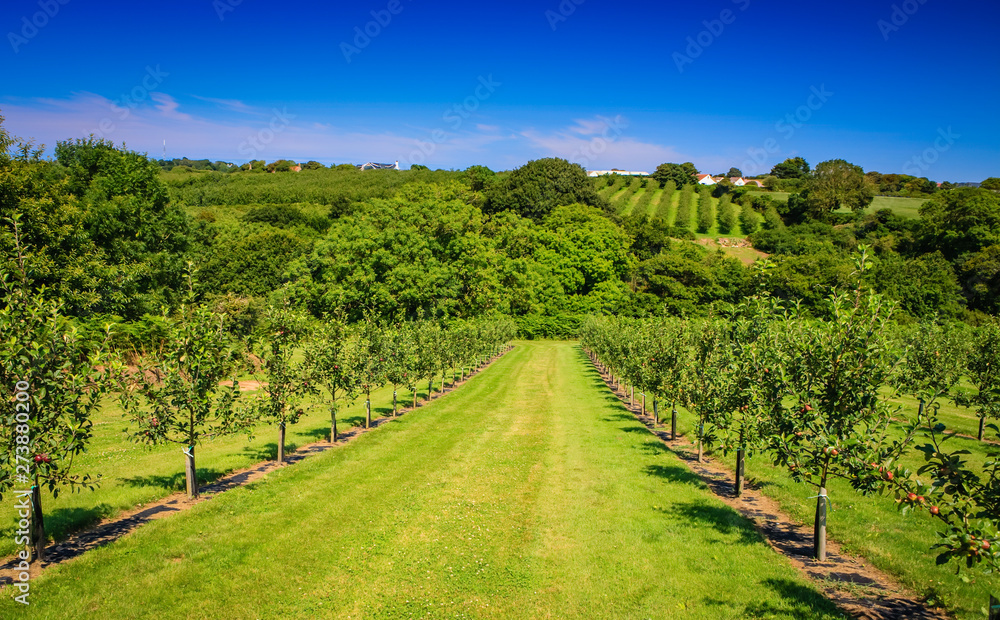 Obraz premium Apple Orchard