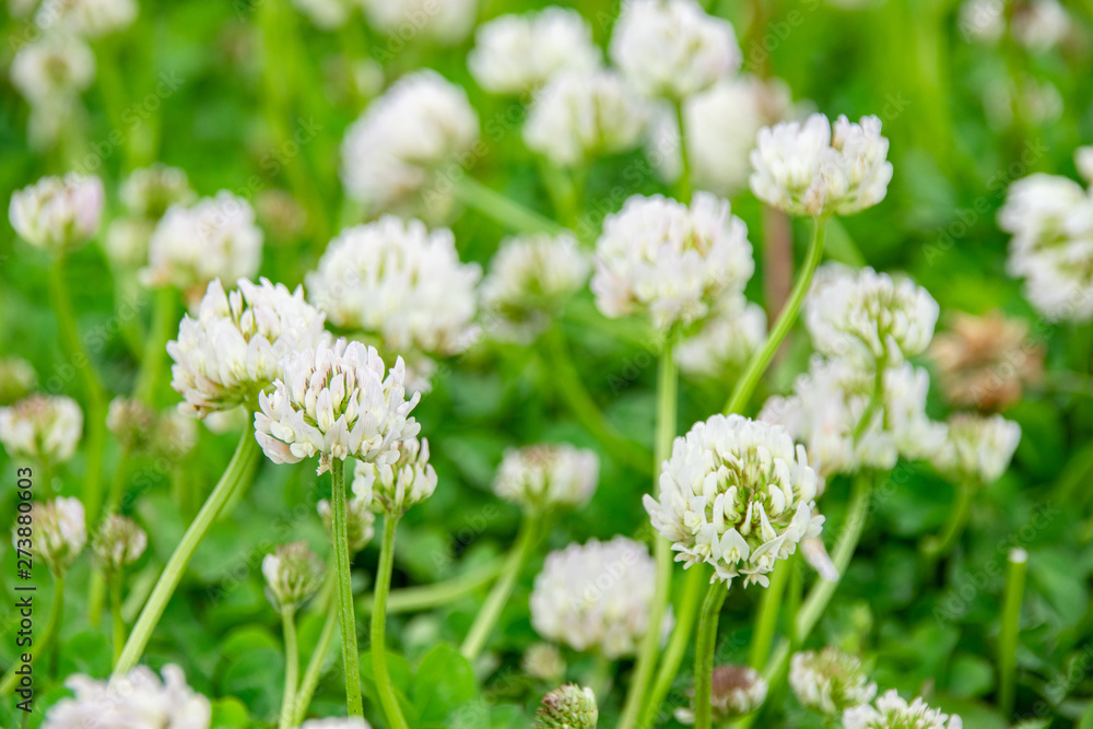 White clovers in the field White clovers in the field