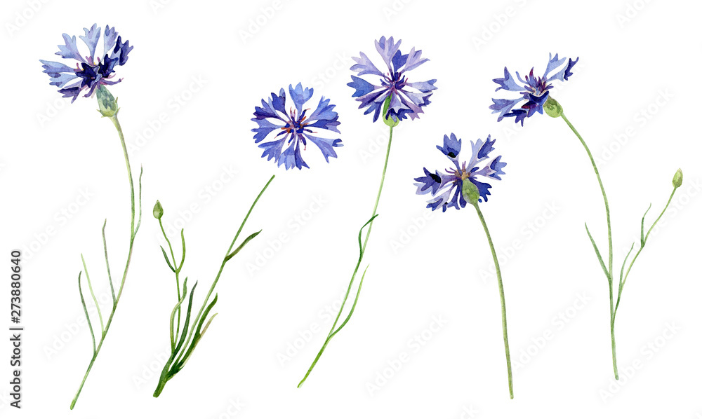 Set of watercolor cornflowers on a white background - obrazy, fototapety, plakaty 