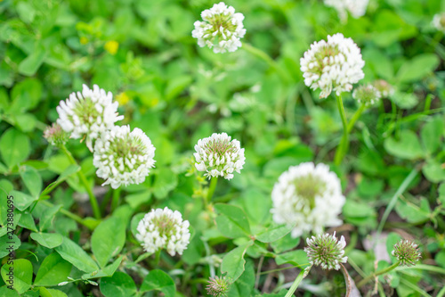 White clovers in the field