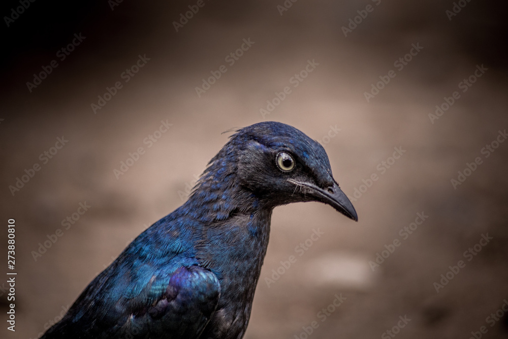 Fototapeta premium Blue Kestrel portrait - Kruger National Park - South Africa 